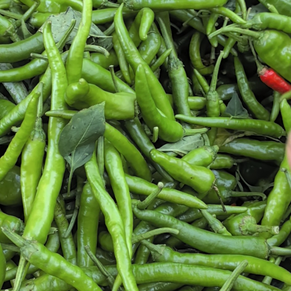 【顺丰包邮】永新本地露天青辣椒0利润大放送三斤装顺丰包邮