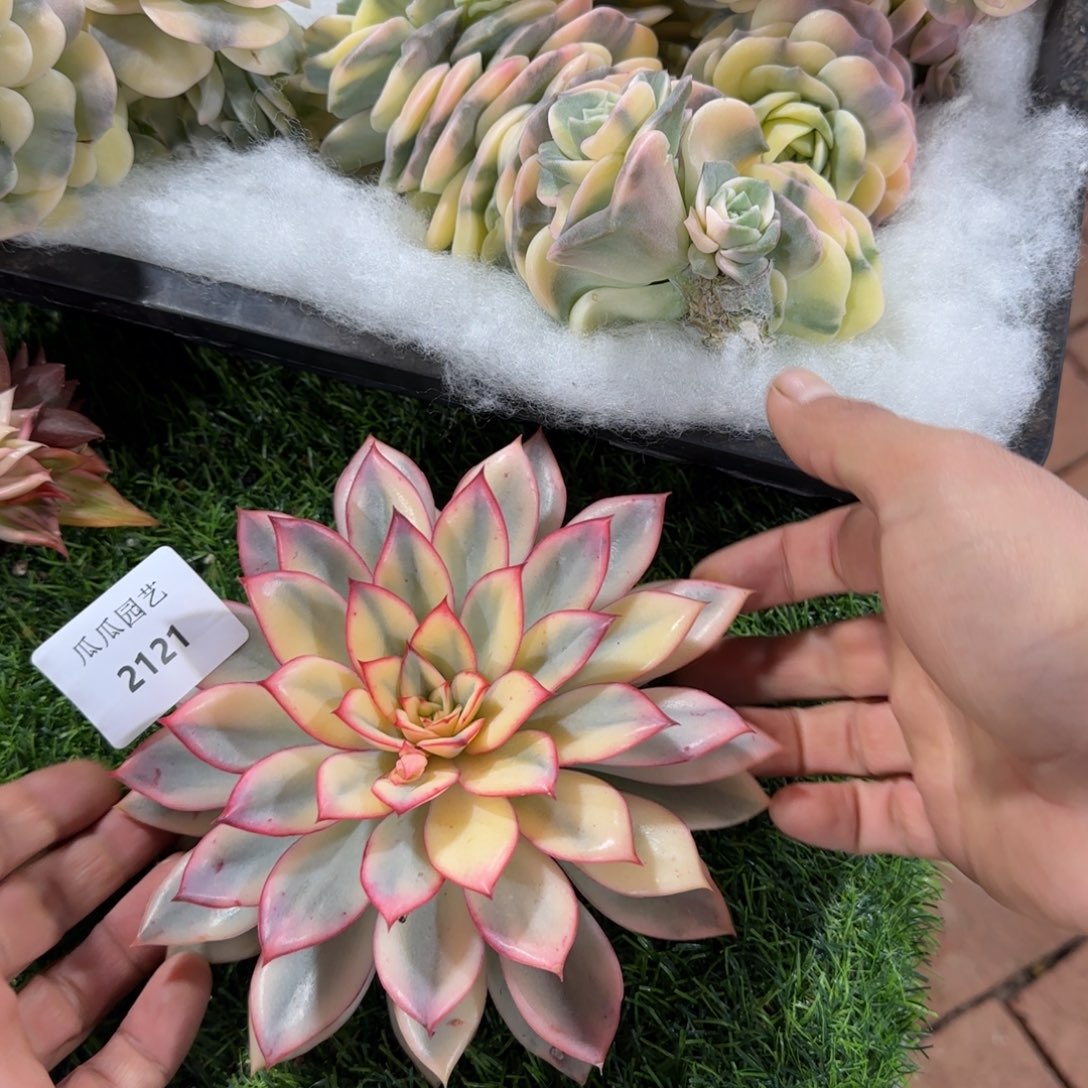 2121月光女神锦多肉植物的