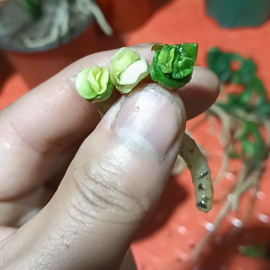 君子兰小苗君子兰小苗君