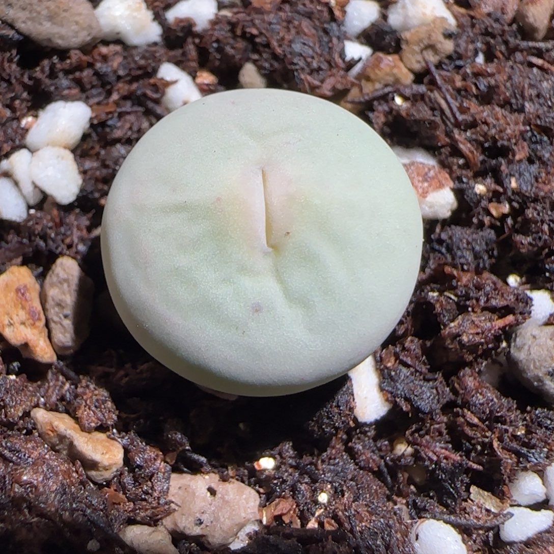 肉锥多肉植物组合-P嘴1454