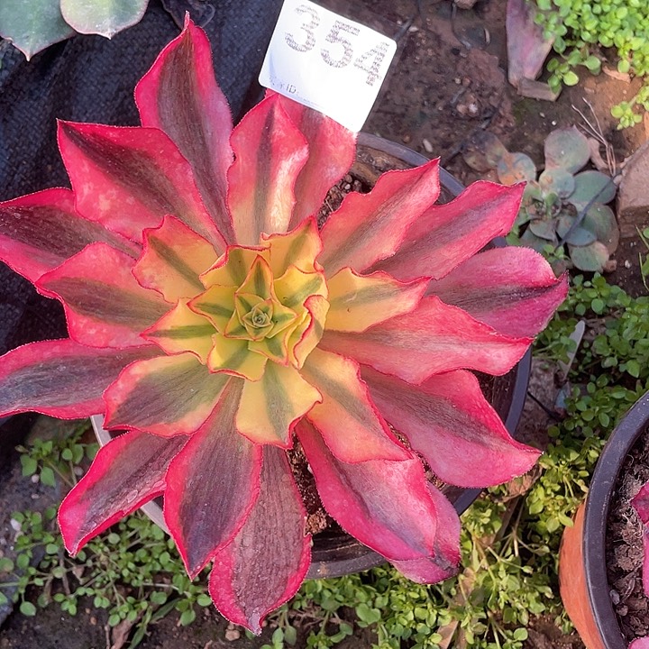 多头法师多头法师354