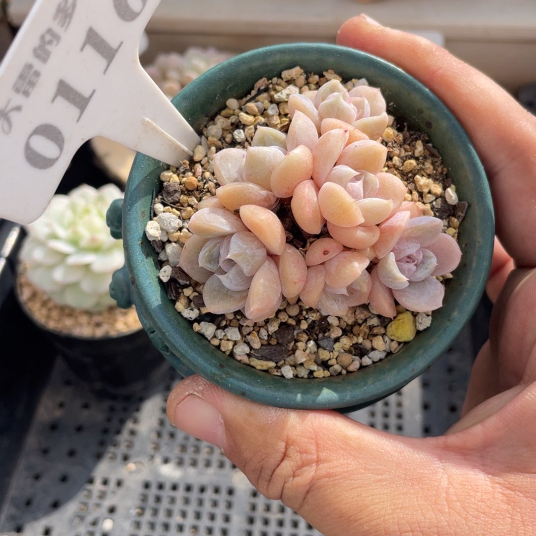 0116雪兔不带盆6厘米