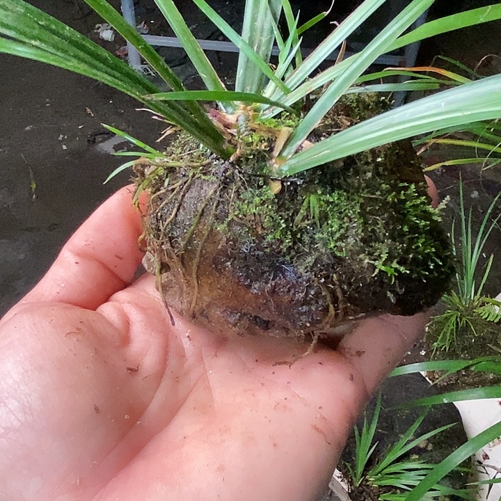 卖***彬无花朵石菖蒲这就是所谓