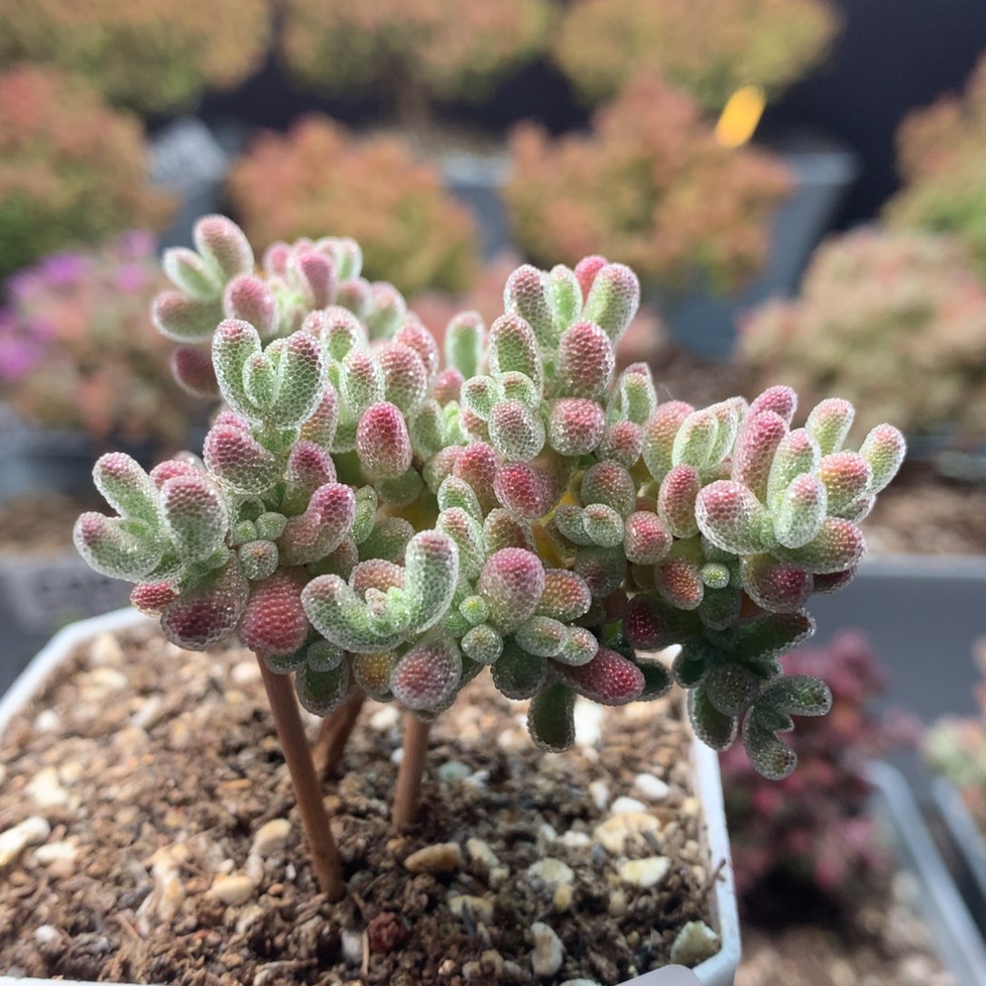 c070冰晶枝干番杏