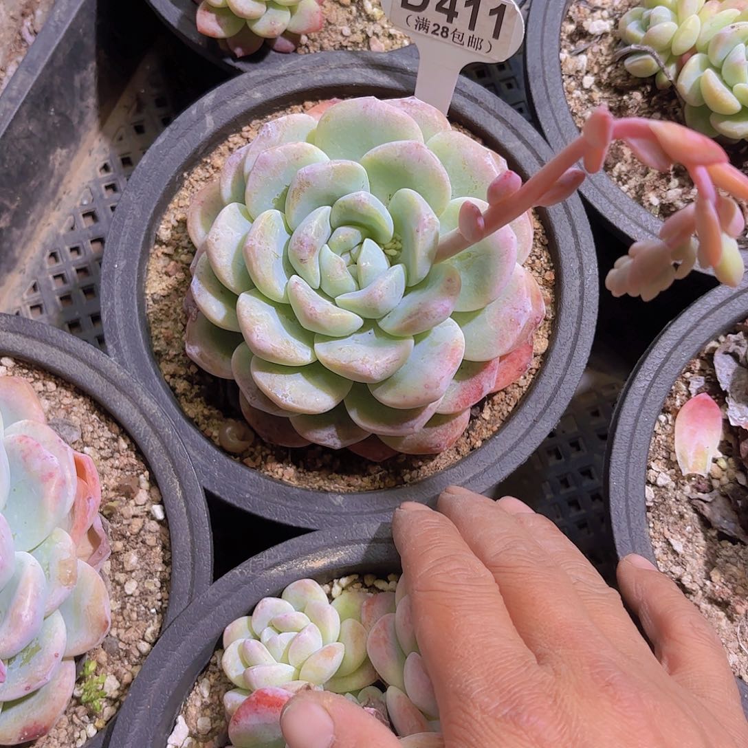 D441冰玉一物一拍