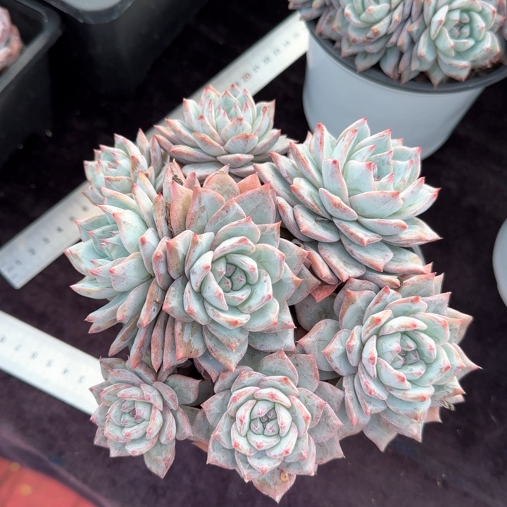 16厘米左右一物一拍的