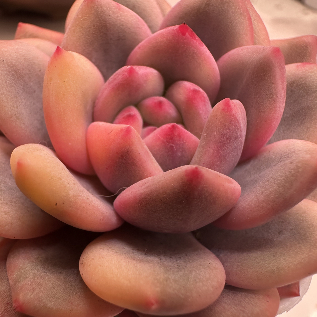 爱丽儿白腹轮锦多肉植物粉色系新手好养室内阳台桌面迷你小盆栽