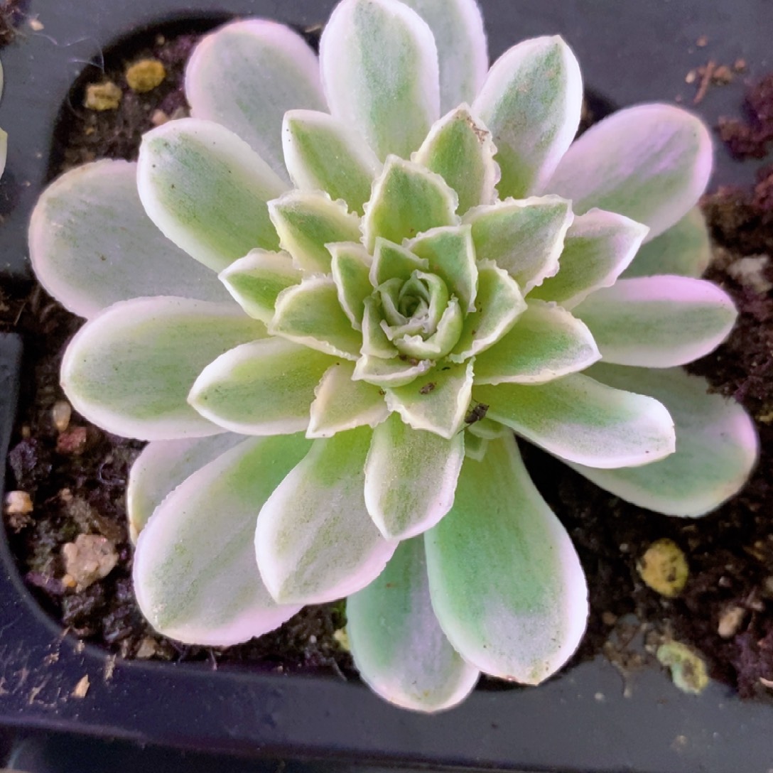 桐***剧山地玫瑰下播福利一物一拍181秋夕