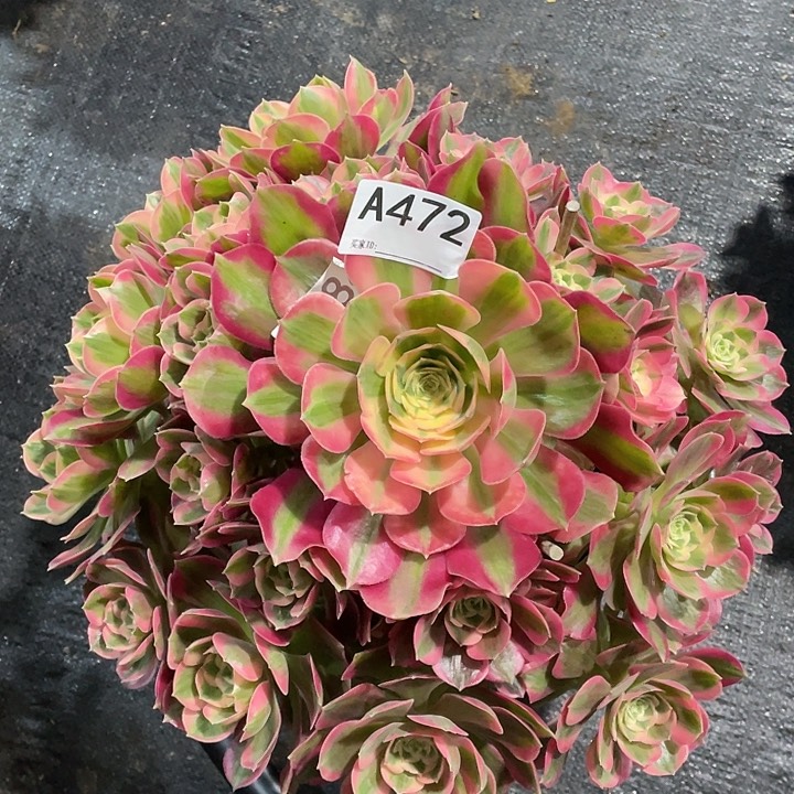 粉女郎多肉法师。  472