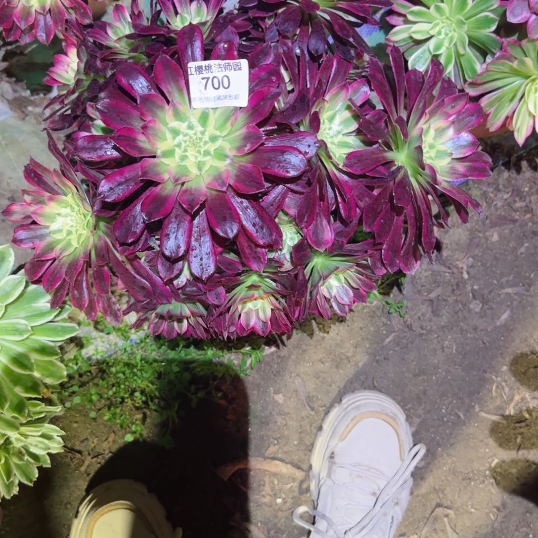 天合法师多肉700