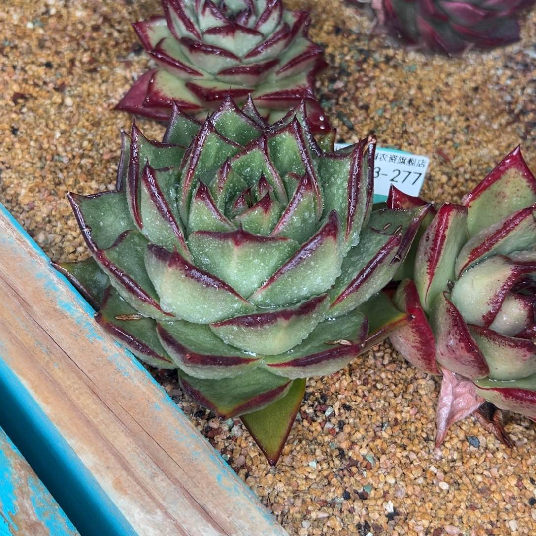 多肉一物一拍0203-277