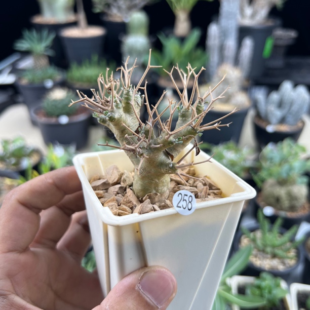 黑鬼殿厚敦菊一物一拍