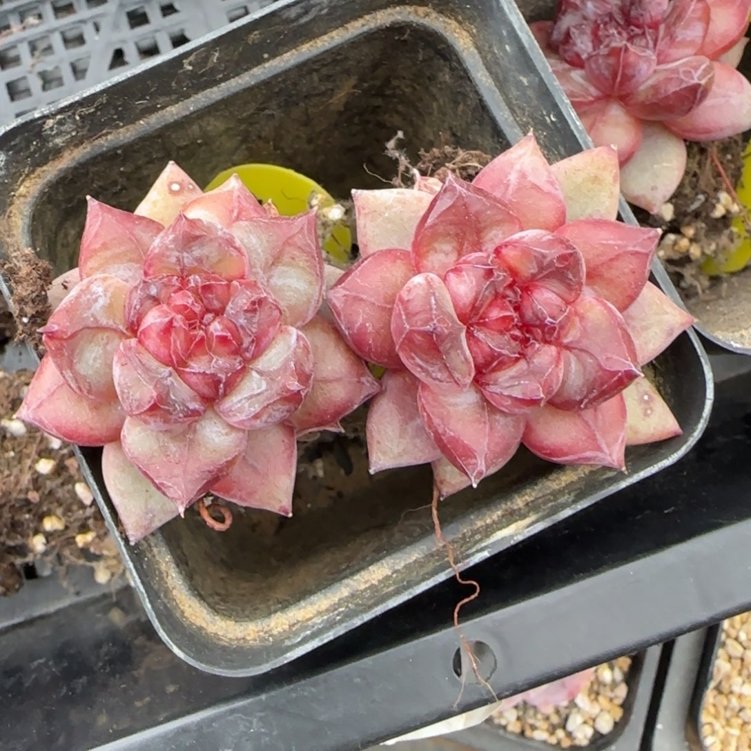 爱***喵Sp喵喵多肉寄养000000