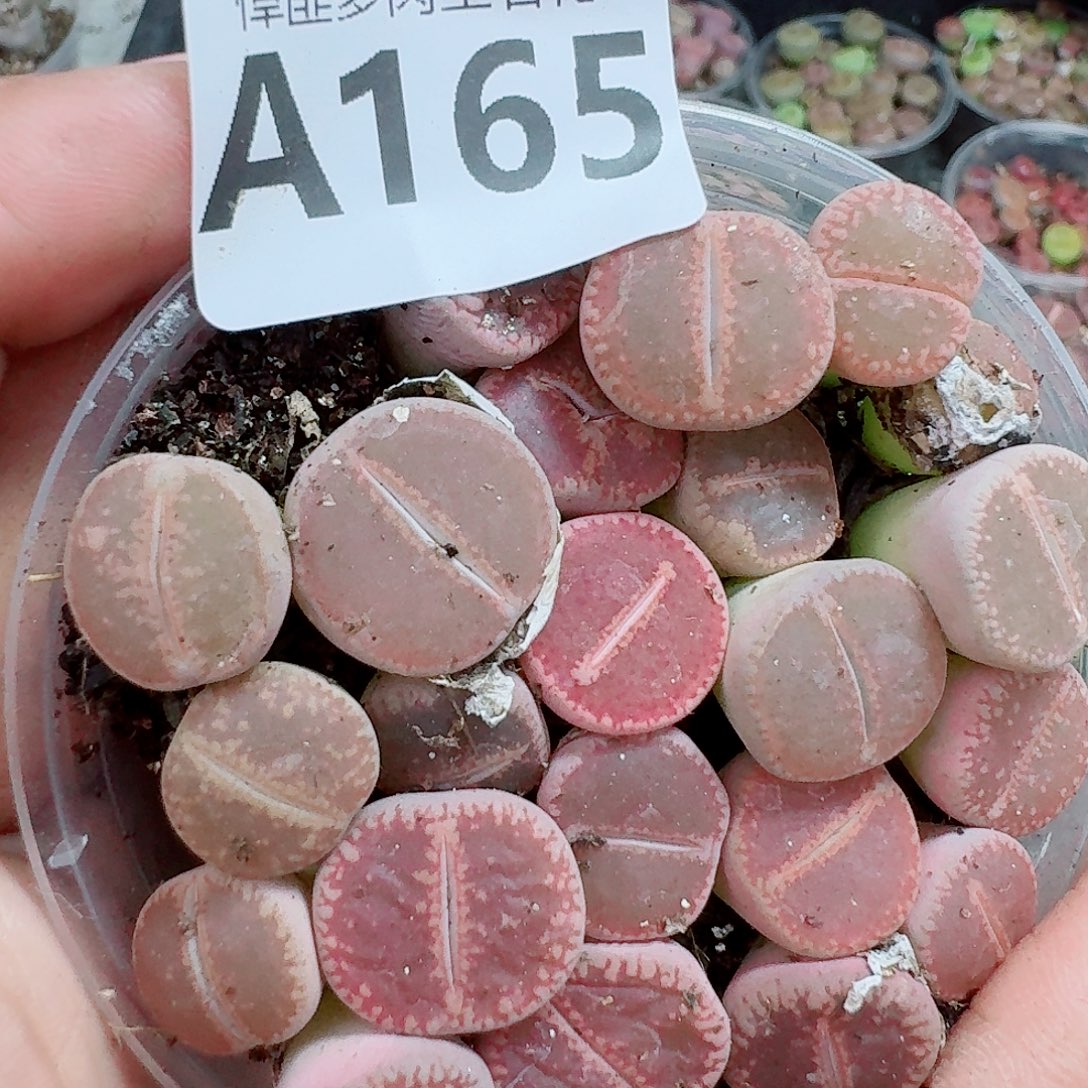 165多肉植物多肉植物