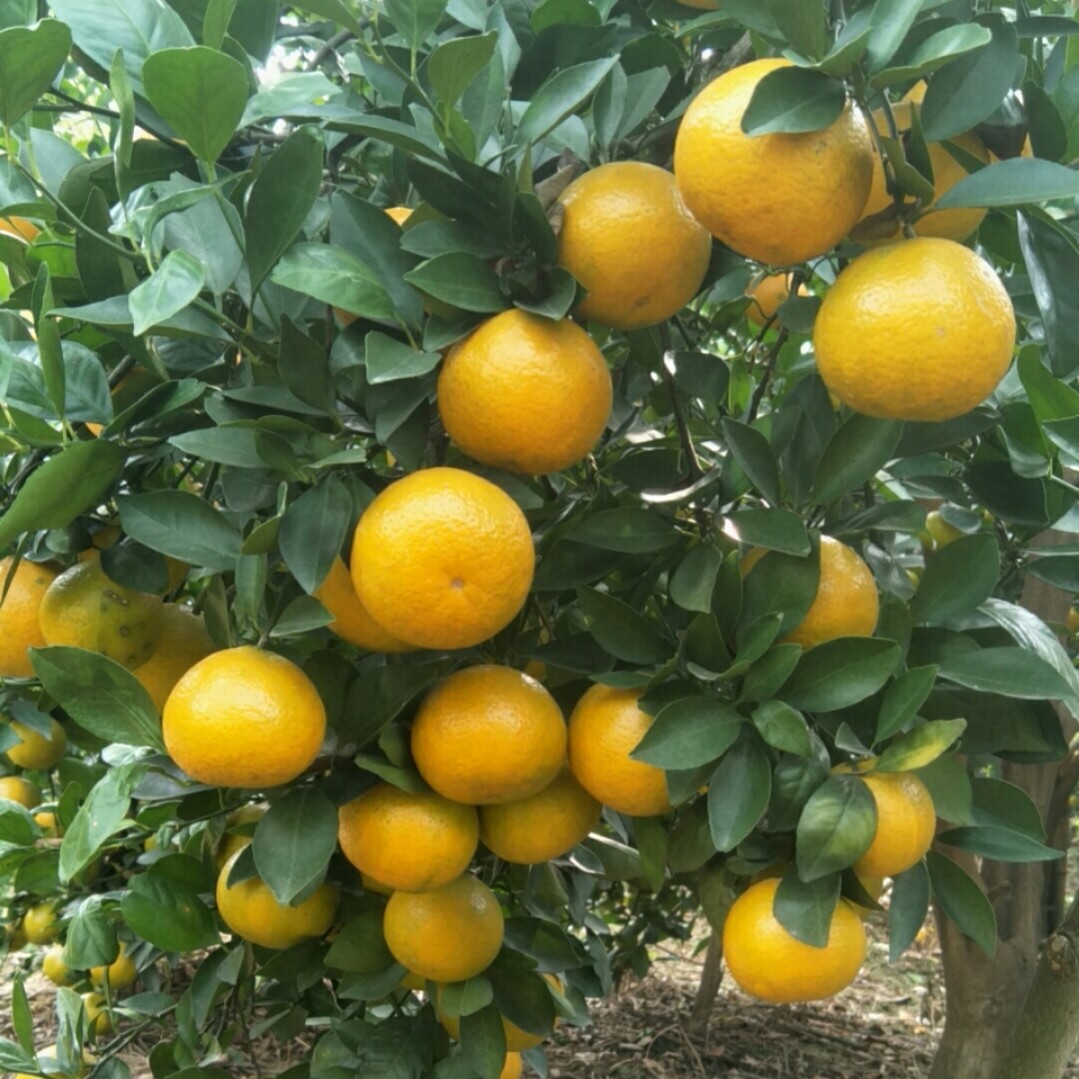 皇帝柑苗 自家苗圃 现挖现发 苗子健壮根系好 保湿发货成活率高