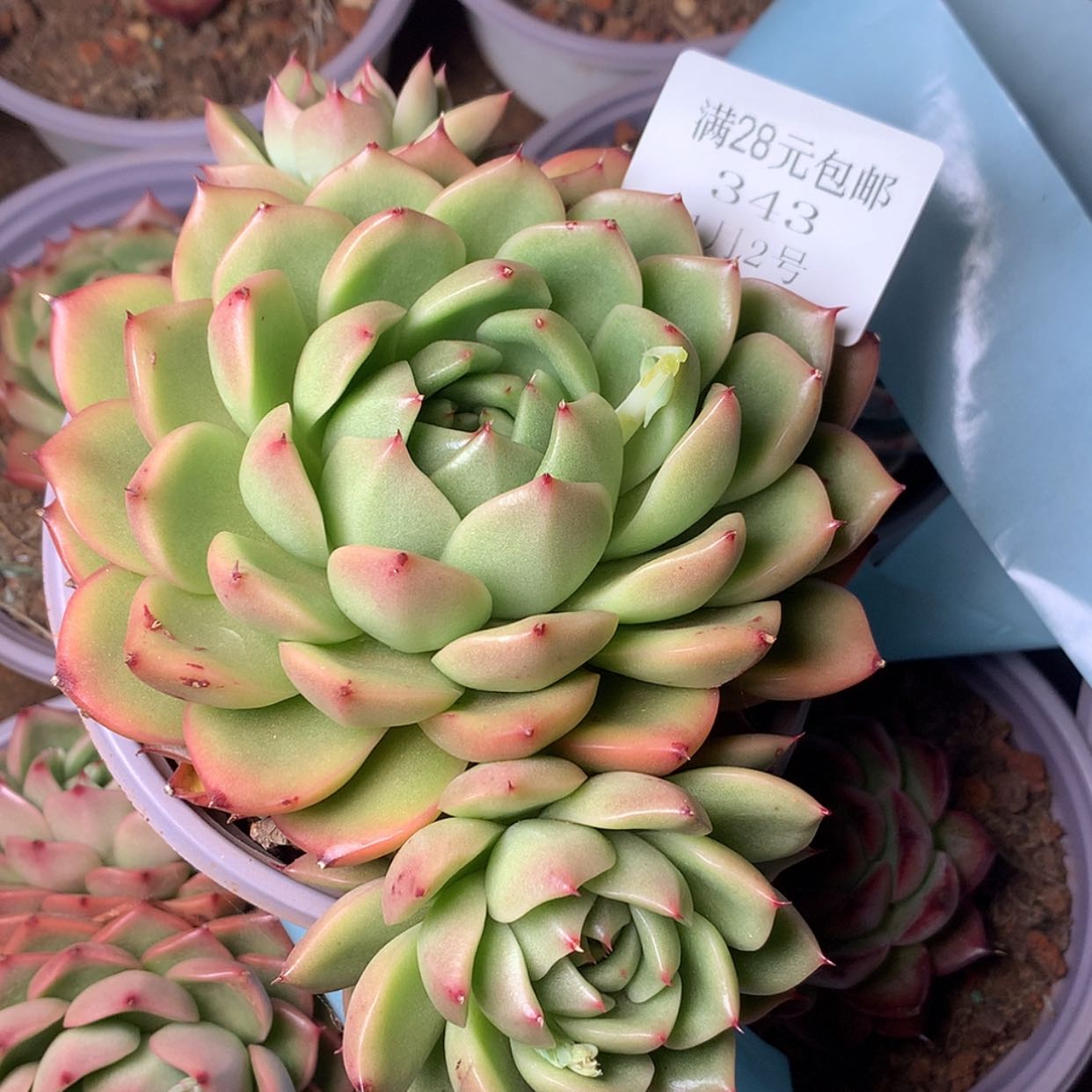 【闪购商品】云343号