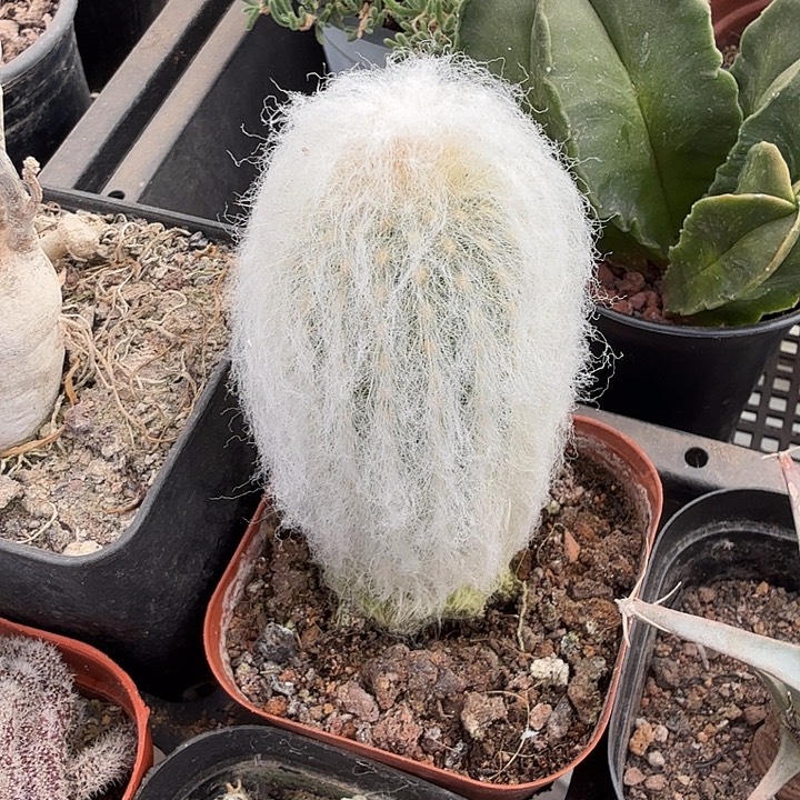 实生白毛乐4仙人球