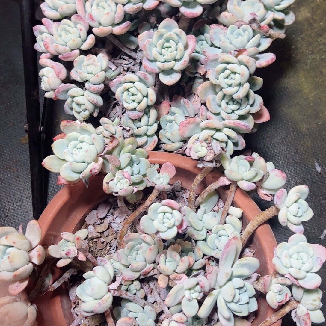 冷香大盆群生老桩