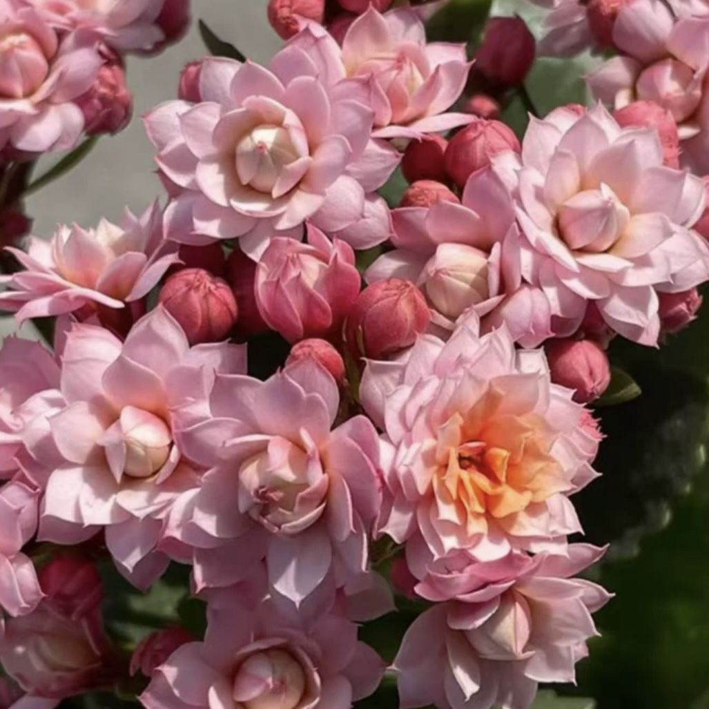 长寿花园～【人面桃花】110盆稀有品种