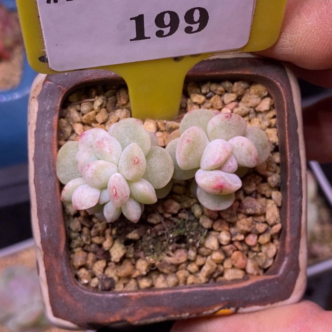 3199冰玉石化小树福利四头