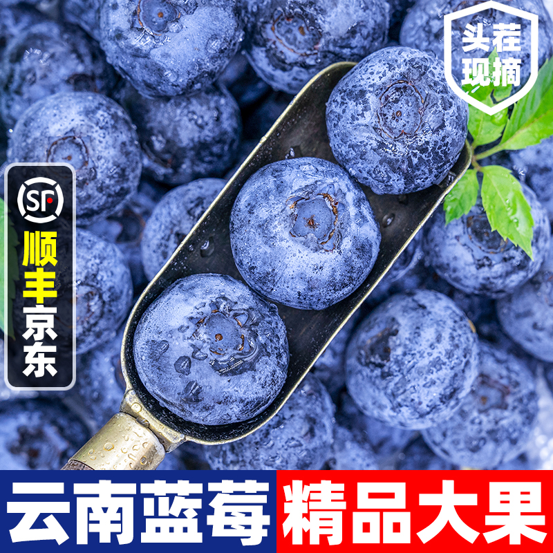 【推荐8盒装】DD1新鲜云南蓝莓高山花香品种脆甜花青素水果100g/盒