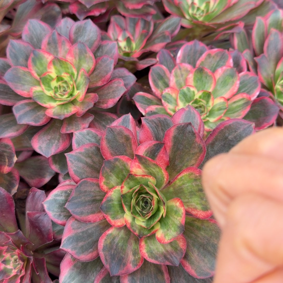 媚金锦纳福多肉植物法师