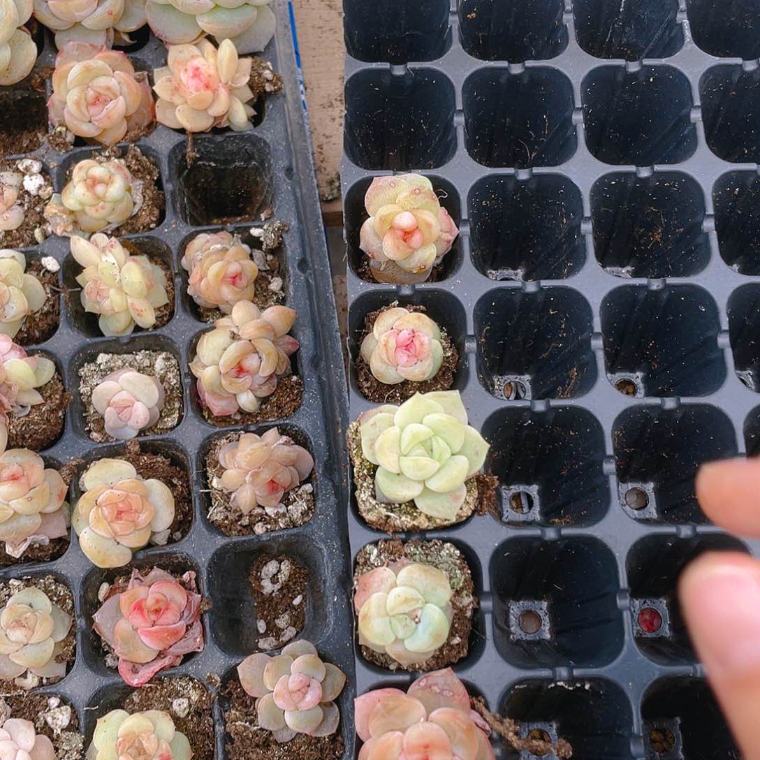 尹2号桃坞6个穴一个满25包邮