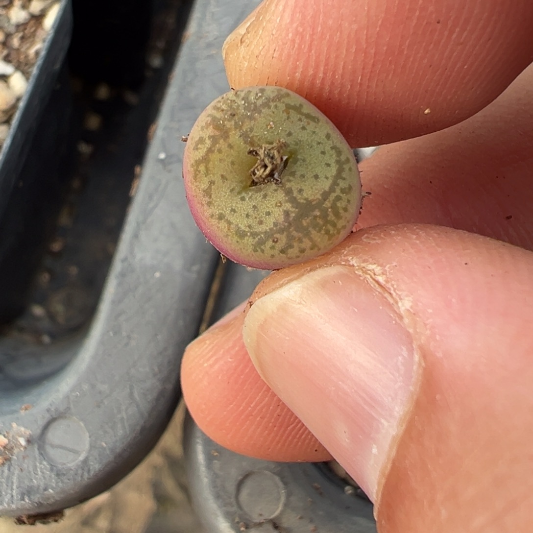 7-73肉锥多肉植物