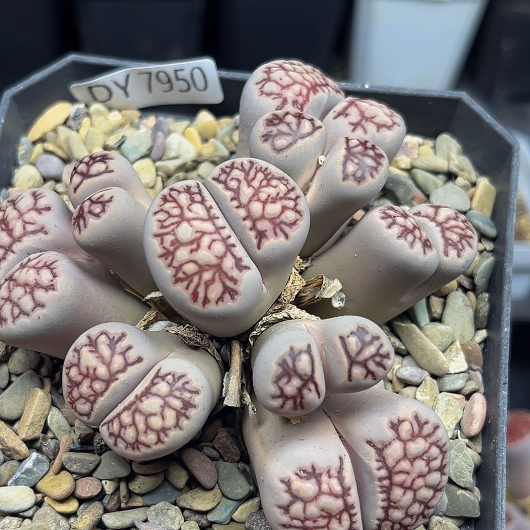 一物一拍菊化石9头大母本7950