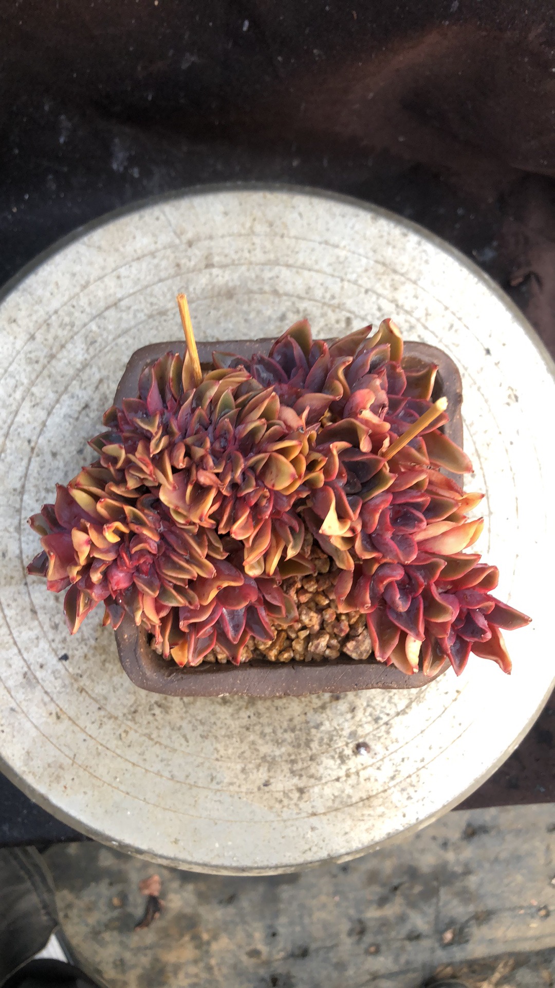 紫气东来朵朵缀小树桩精控