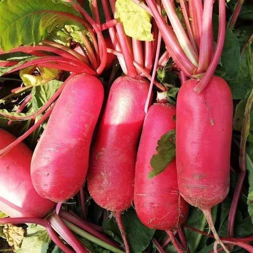 红皮红心萝卜种子 口感脆甜多汁 四季种植  生长速度快 