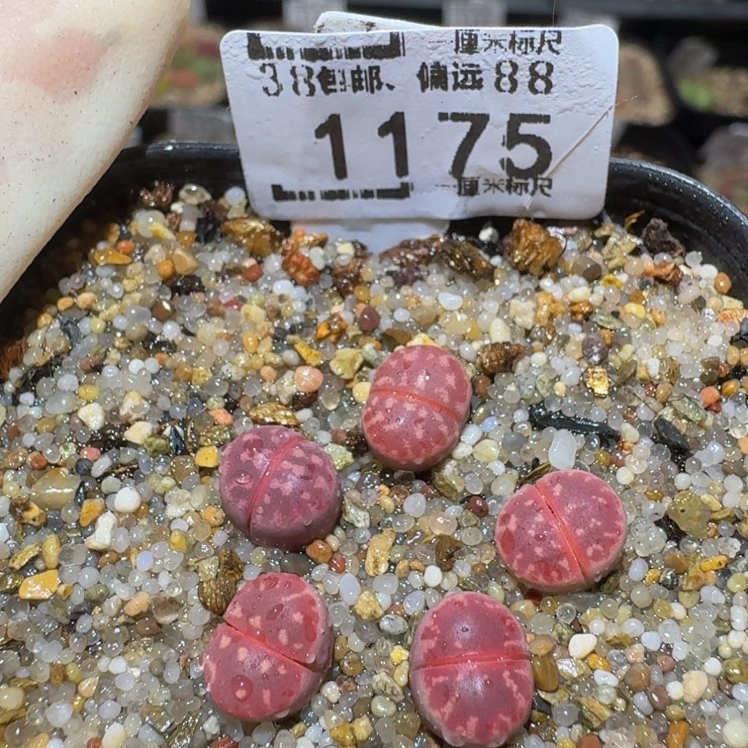 Ssss精品生石花1175