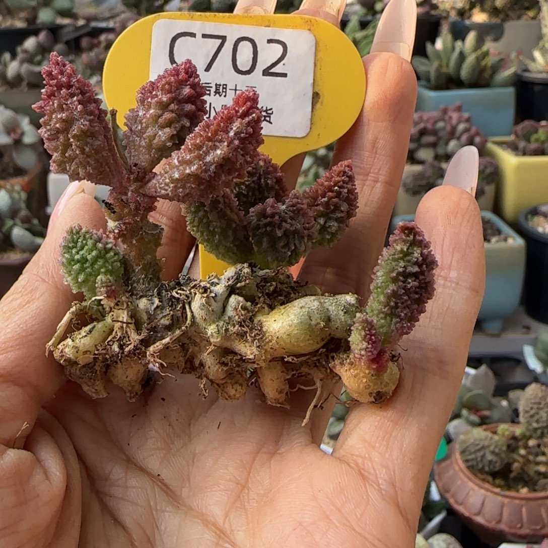 十***三赠品。     702。     