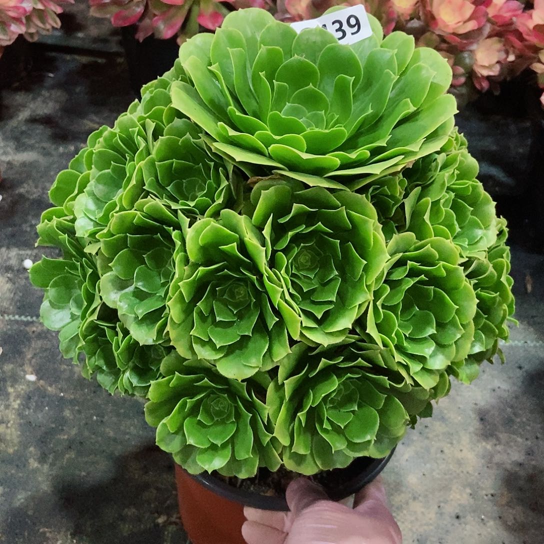 红陶439绿羊绒3多肉