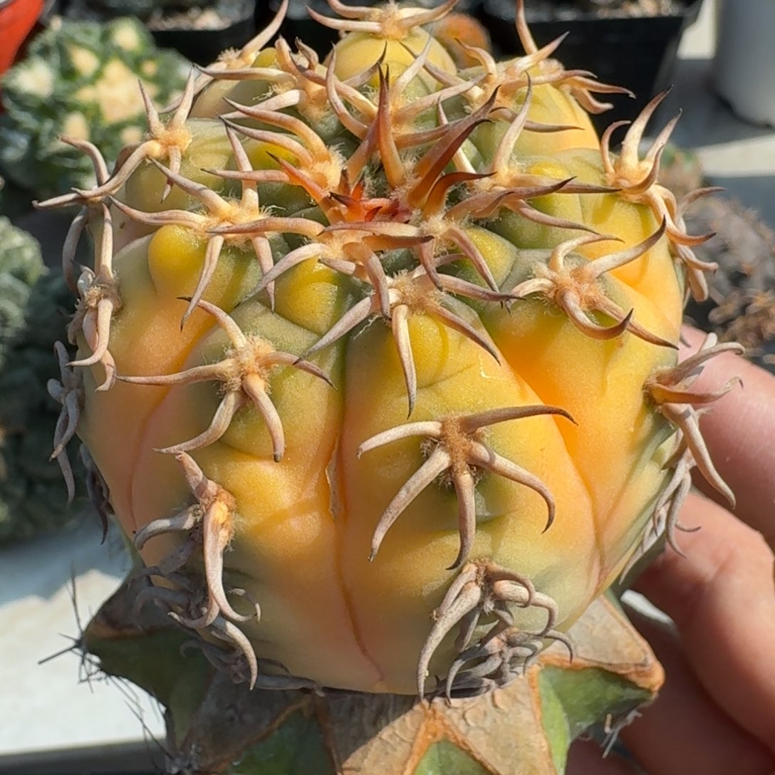 【闪购商品】苗接猫爪锦699