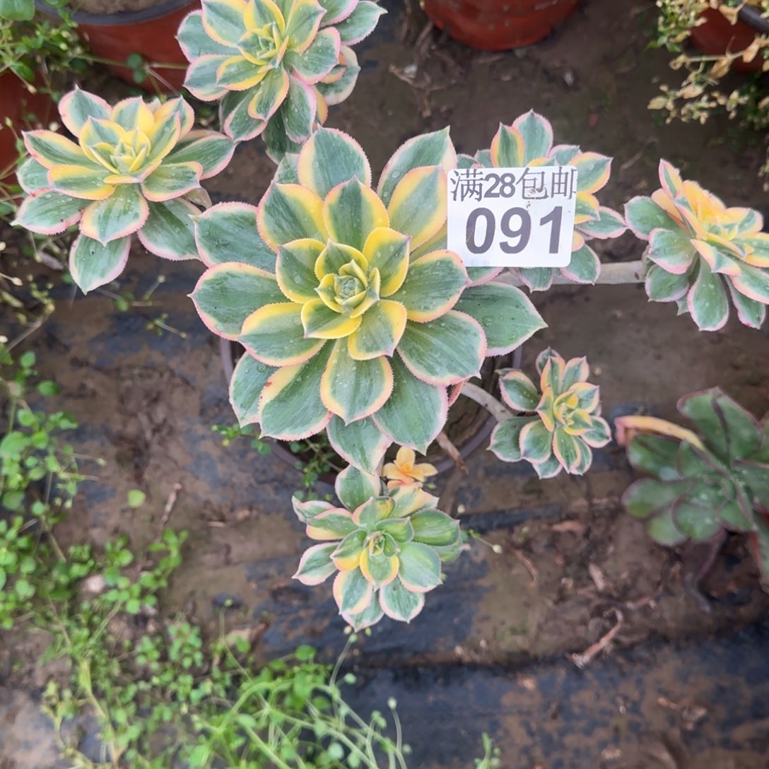 灿烂多肉瑕疵断枝091满28包邮断枝不包