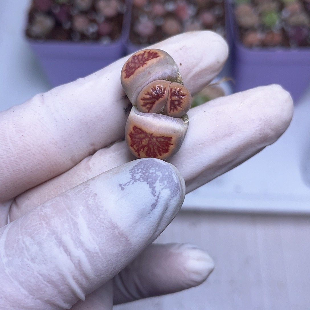 630 小怪……………………