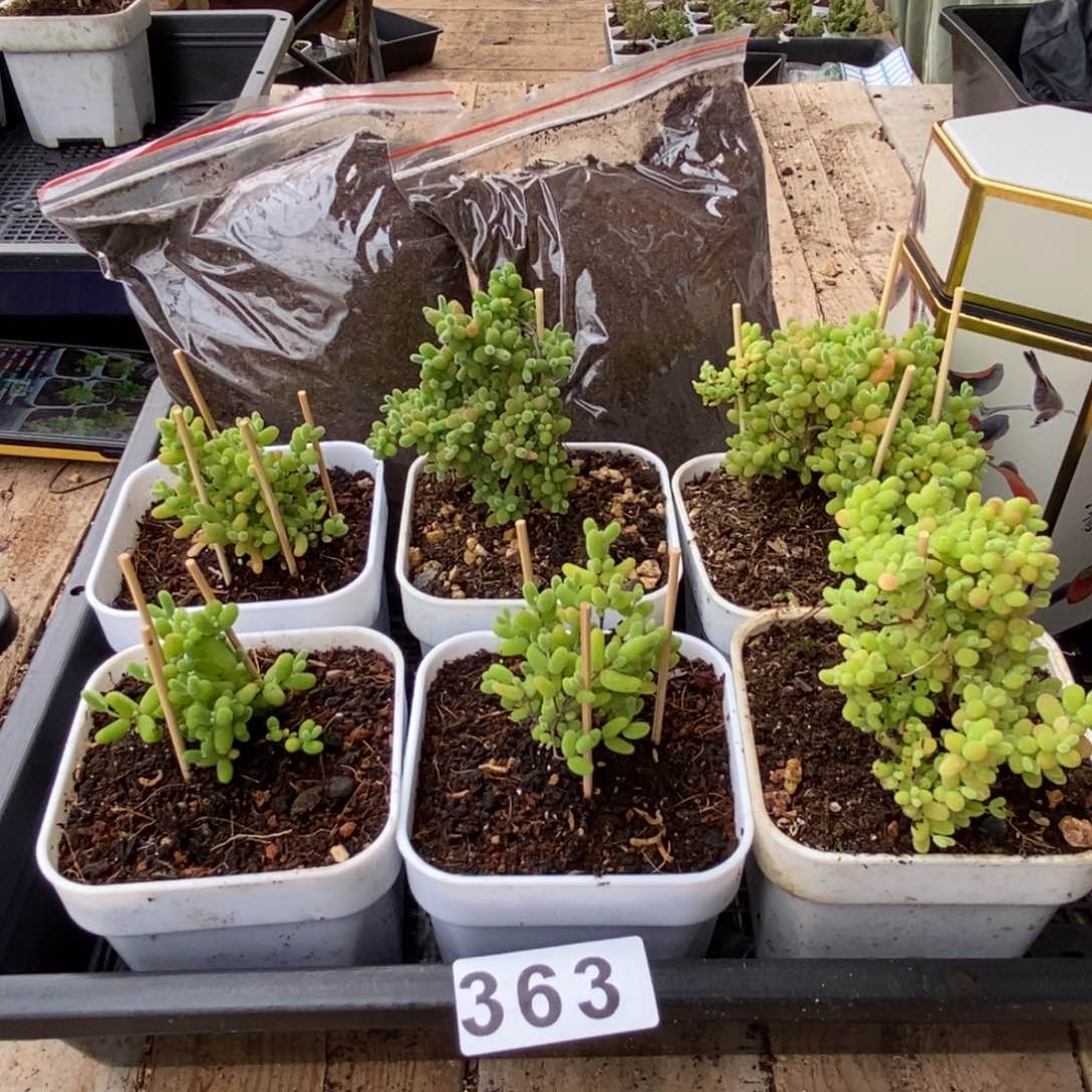 枝干番杏多肉植物363