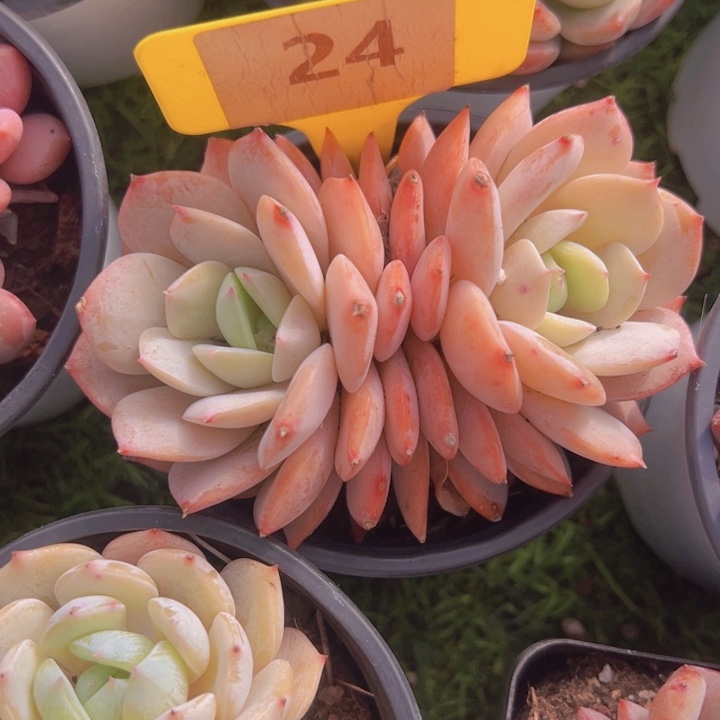 健健康康平平安安