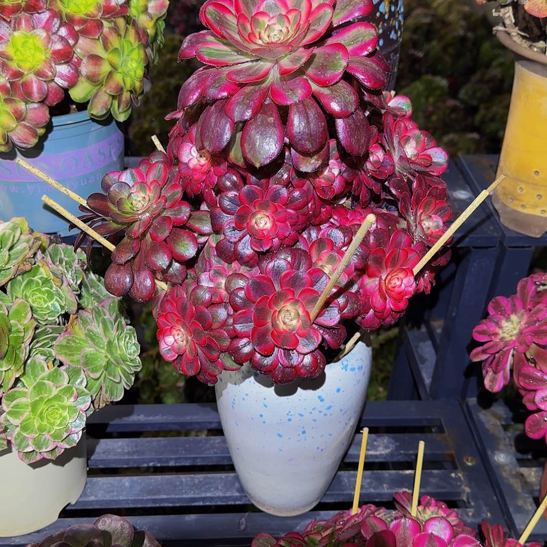 多肉植物香耐尔老庄