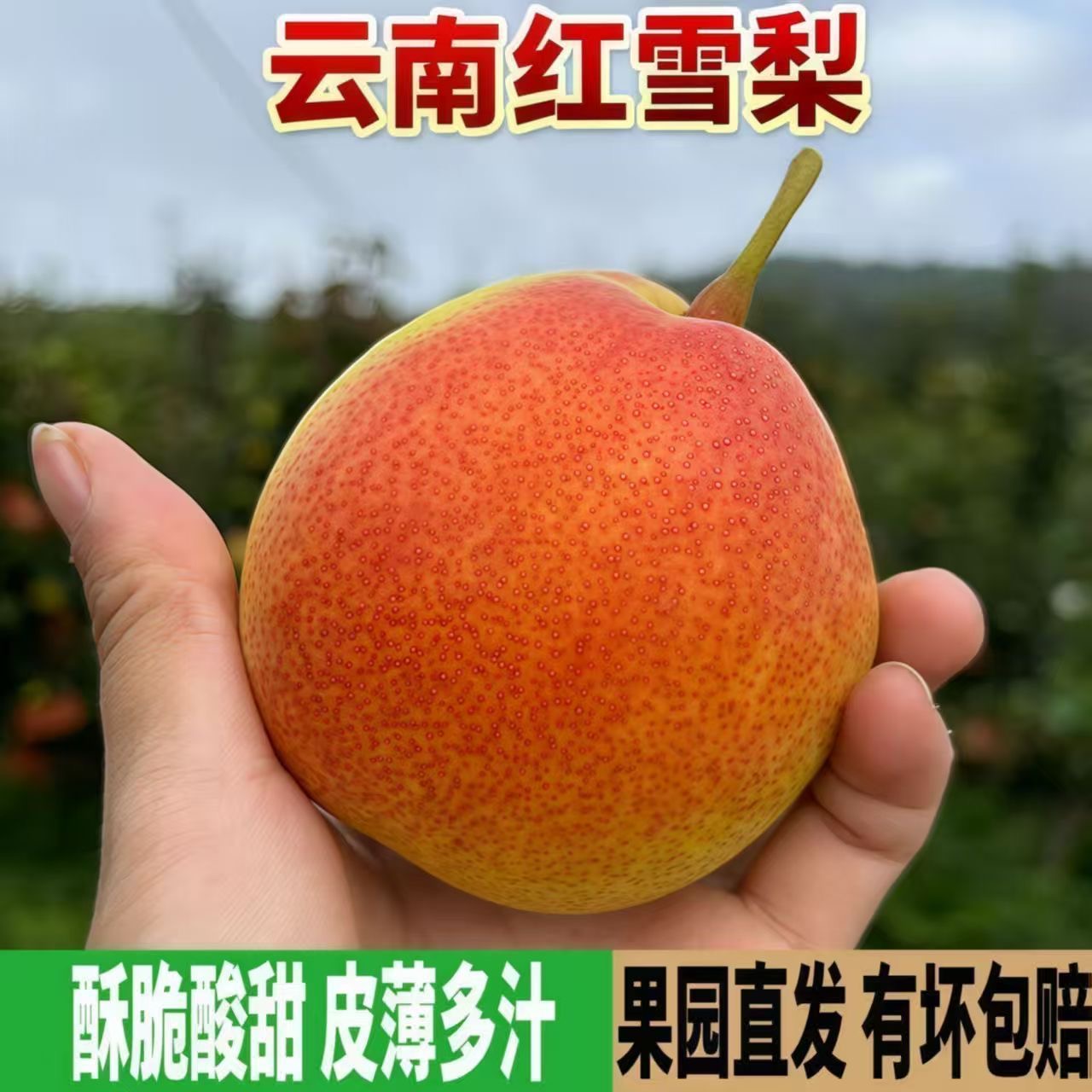 云南大理红雪梨甜脆多汁果皮微酸新鲜水果