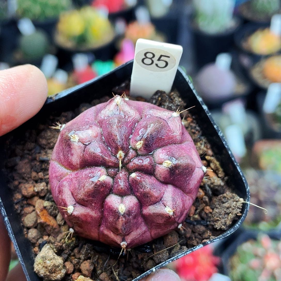 梦想非偏远地区满25包邮仙人球3.2cm