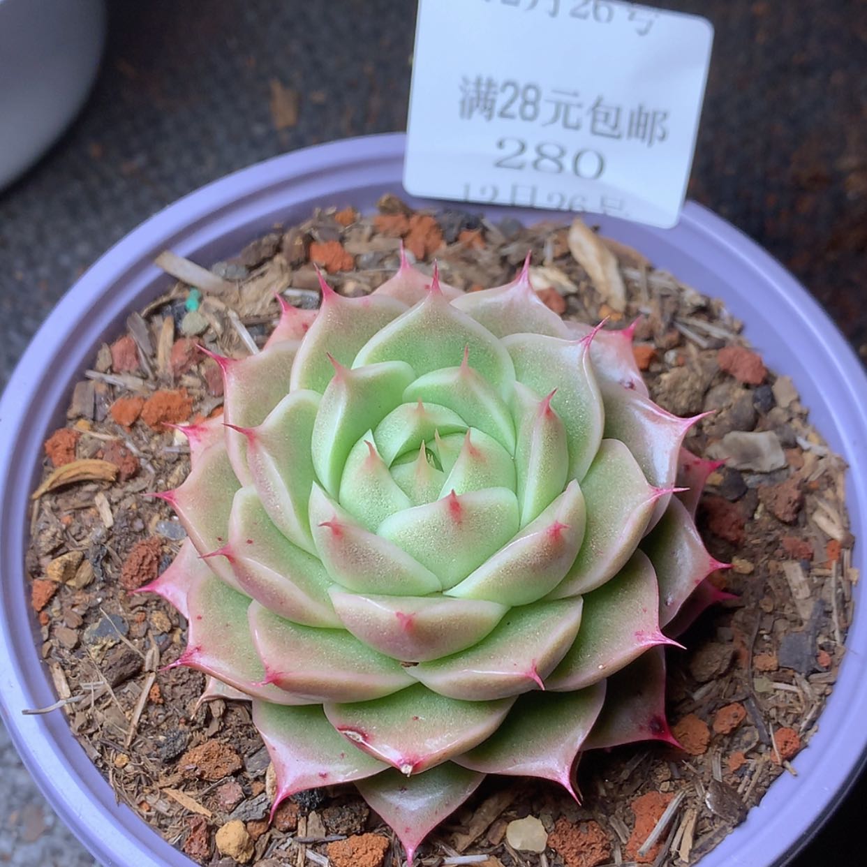 【闪购商品】云280号
