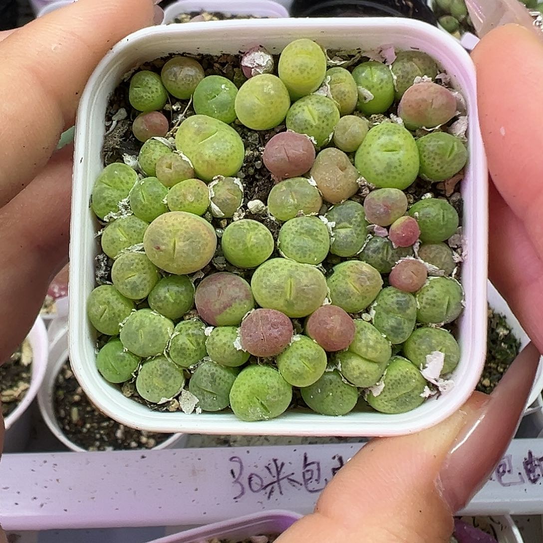 663翠光玉带盆土发货