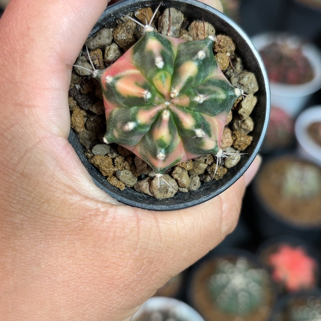 泰系米哈仙人球210