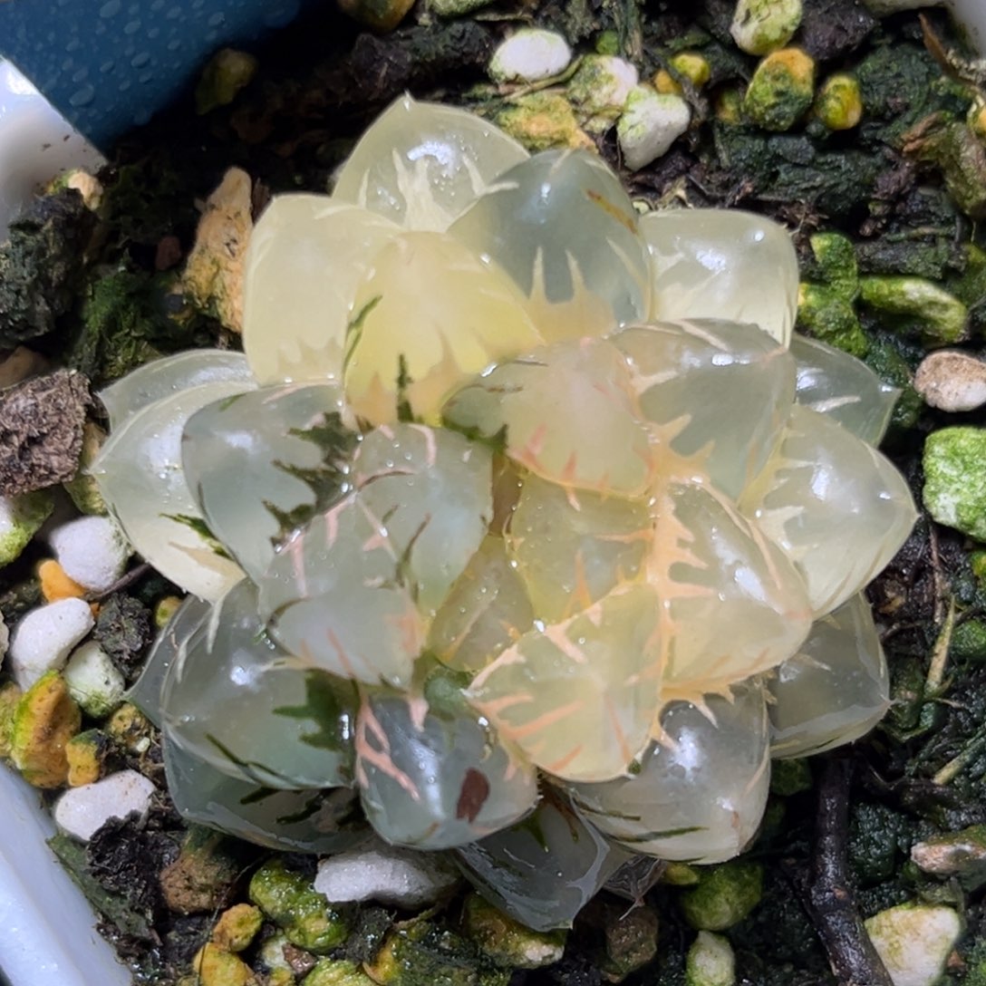 恭喜发财大吉大利706