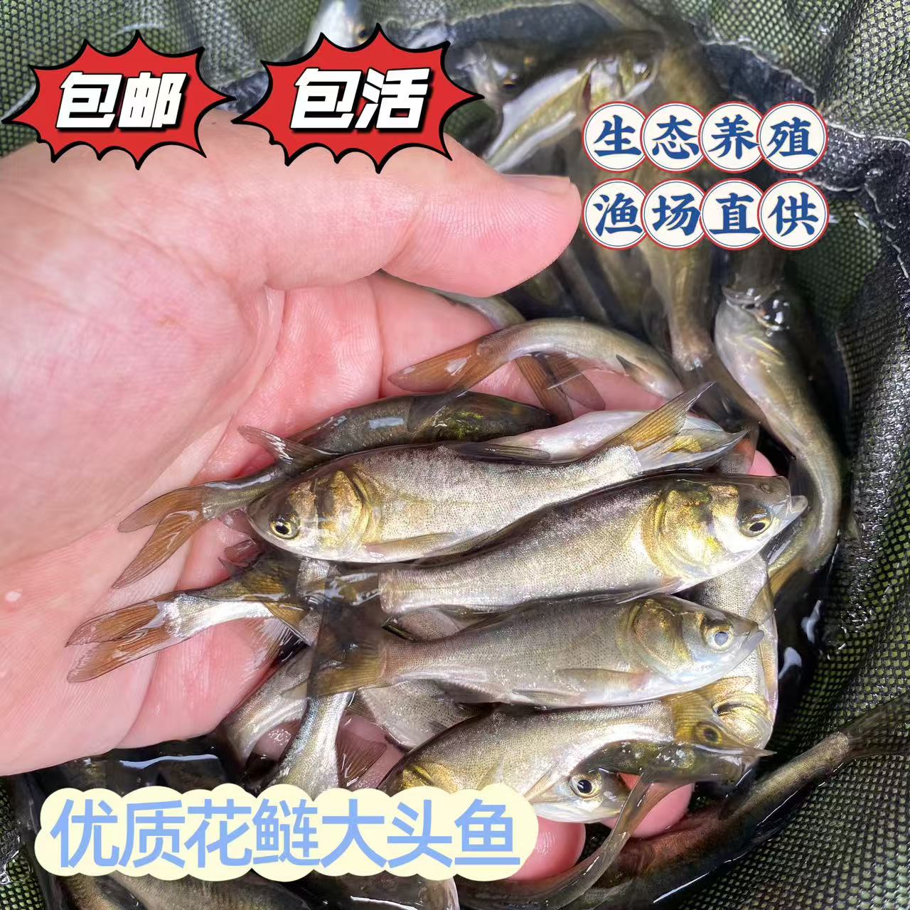 广东佛山花鲢鱼大头鱼淡水养殖包活好养包邮宠物水族活体