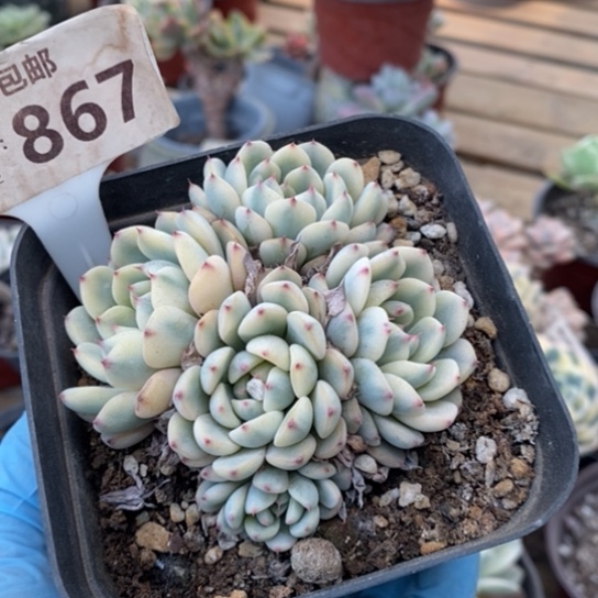 867一一一一一一一一一