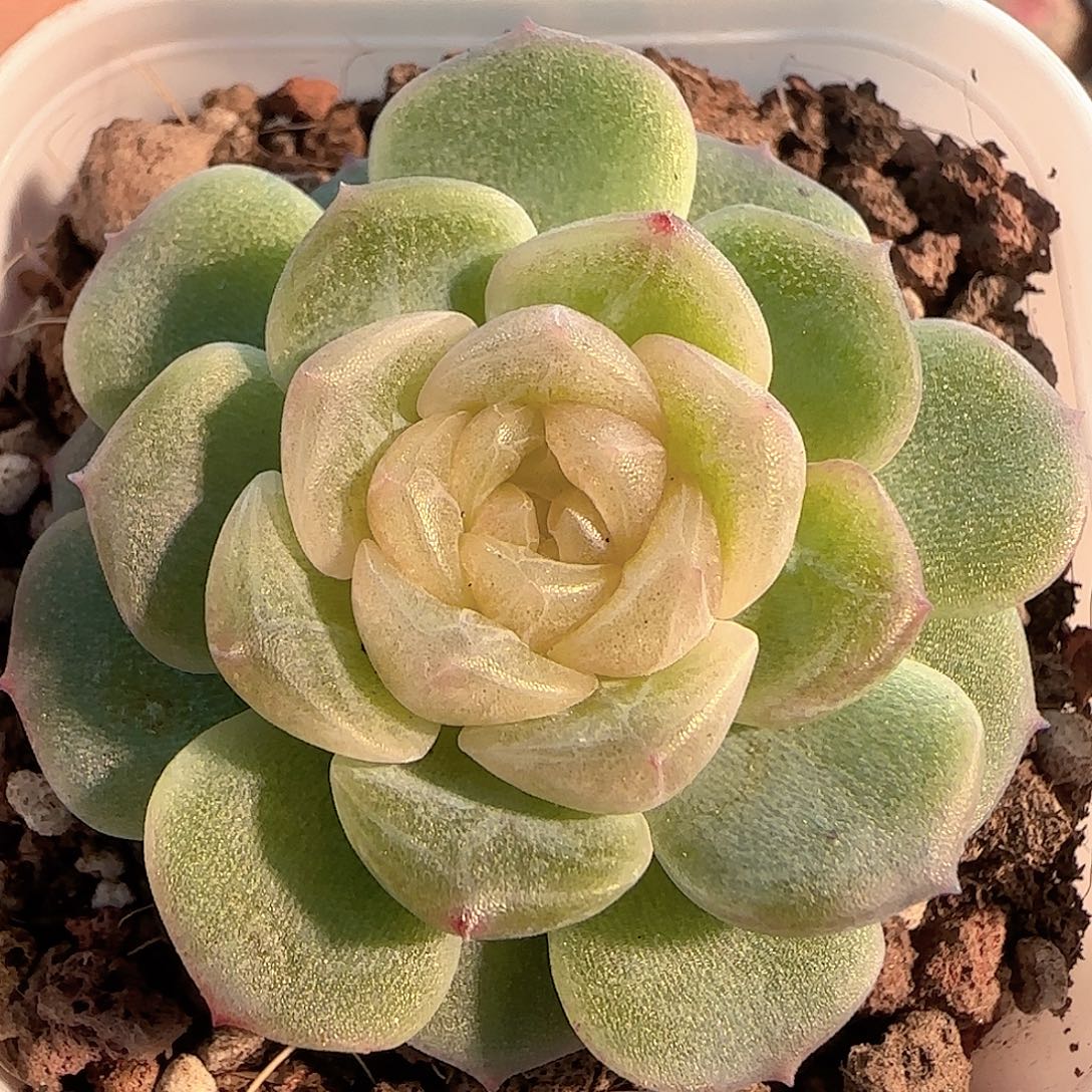多肉1207-190无尽灯