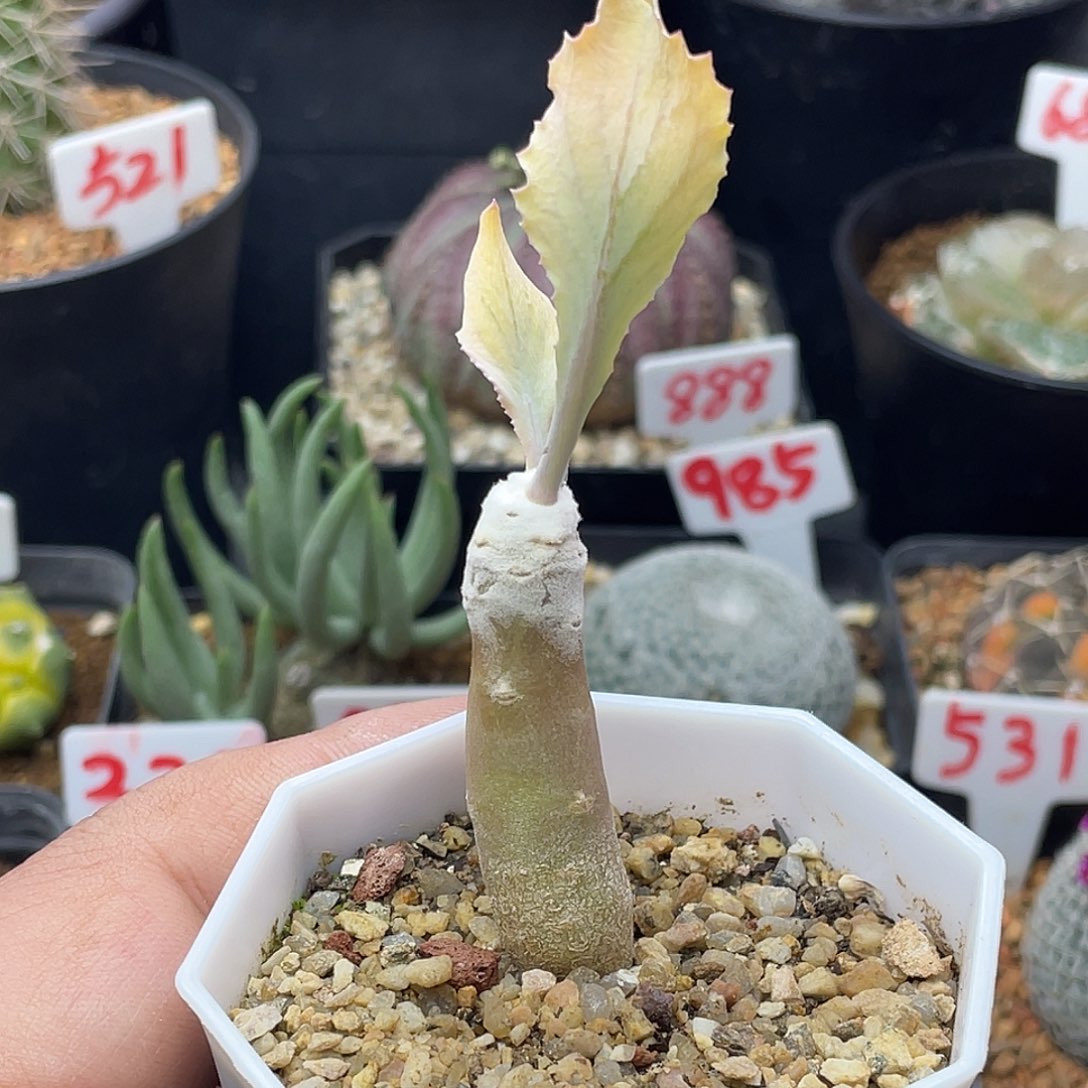 实生雪露厚敦菊 致远多肉